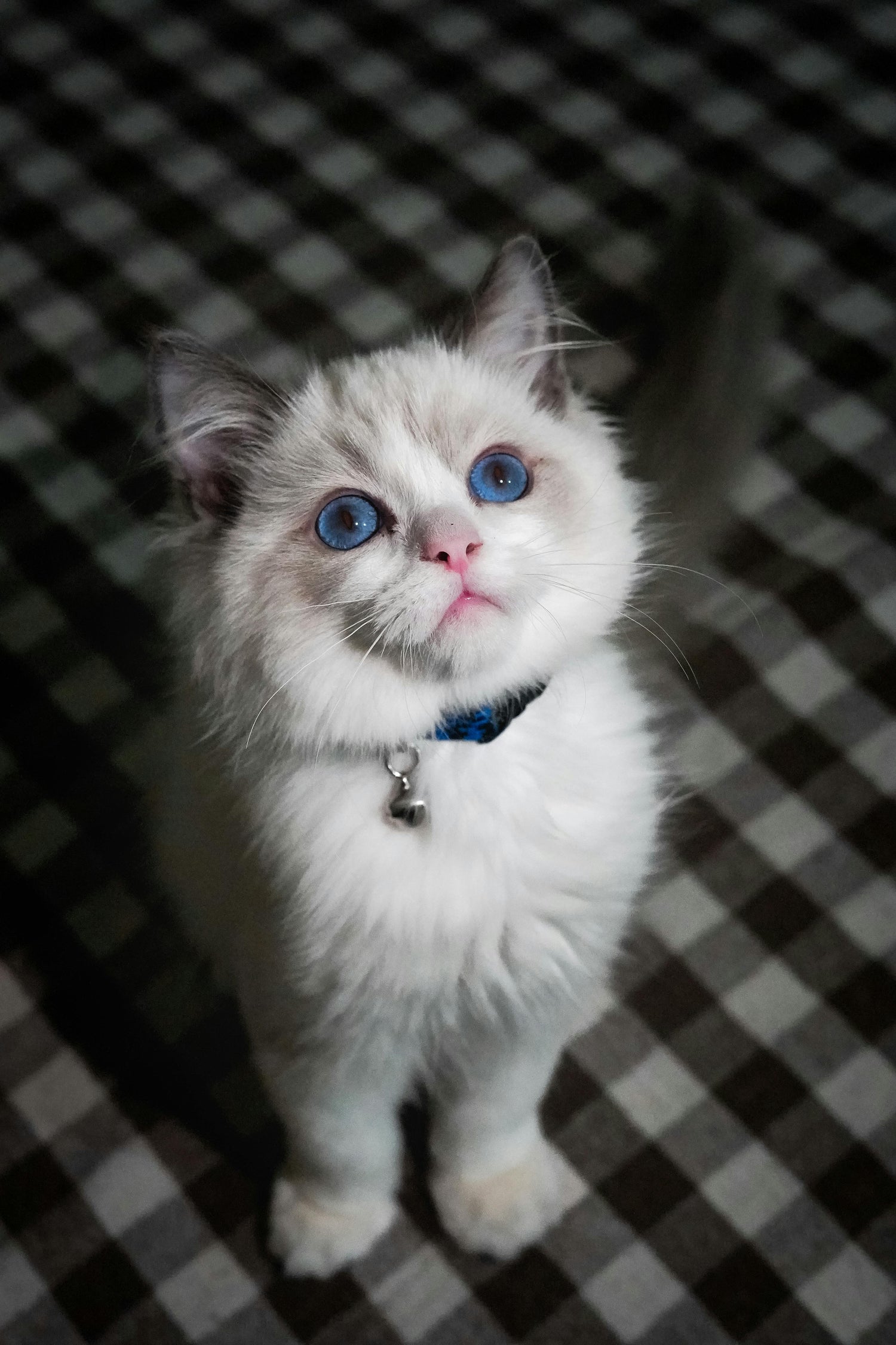 Pets